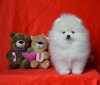 Photo №1. pomeranian - for sale in the city of Freiburg im Breisgau | 380$ | Announcement № 120034