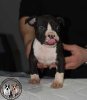 Additional photos: American Staffordshire Terrier