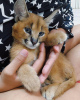 Photo №1. caracal - for sale in the city of Los Angeles | negotiated | Announcement № 87182