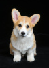 Photo №4. I will sell welsh corgi in the city of Ровно. breeder - price - 1374$