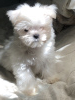 Photo №1. maltese dog - for sale in the city of Odessa | 700$ | Announcement № 57849