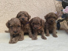 Additional photos: TOY Red Poodles - Puppies for sale