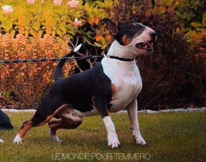 Photo №2 to announcement № 6344 for the sale of bull terrier - buy in Russian Federation private announcement