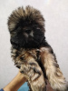 Photo №2 to announcement № 31340 for the sale of  - buy in Latvia private announcement, breeder