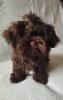 Photo №2 to announcement № 32250 for the sale of bolonka - buy in Lithuania from nursery, breeder