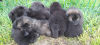 Photo №2 to announcement № 20209 for the sale of eurasier - buy in Russian Federation private announcement, from nursery, breeder