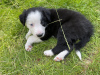Photo №1. border collie - for sale in the city of San Diego | 350$ | Announcement № 64140