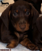 Photo №2 to announcement № 99554 for the sale of dachshund - buy in Russian Federation breeder