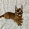 Photo №1. caracal - for sale in the city of Berlin | negotiated | Announcement № 100379