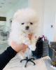 Photo №1. pomeranian - for sale in the city of Oulu | 350$ | Announcement № 111933