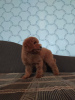 Photo №1. poodle (toy) - for sale in the city of Zhytomyr | negotiated | Announcement № 10642