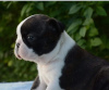 Photo №1. boston terrier - for sale in the city of Belgrade | negotiated | Announcement № 95464