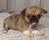 Photo №3. Chihuahua Red Sable Mini Boy. Russian Federation