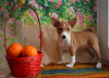 Photo №2 to announcement № 39198 for the sale of basenji - buy in Russian Federation private announcement