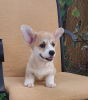 Additional photos: Pembroke Welsh Corgi puppies