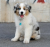 Photo №1. australian shepherd - for sale in the city of Warsaw | 687$ | Announcement № 63322