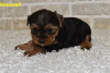 Photo №1. non-pedigree dogs - for sale in the city of Вентура | negotiated | Announcement № 103623