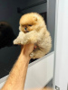 Photo №1. pomeranian - for sale in the city of Werbass | negotiated | Announcement № 114828