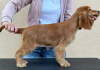 Photo №4. I will sell english cocker spaniel in the city of Ada.  - price - 528$