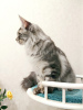 Photo №4. I will sell maine coon in the city of St. Petersburg. from nursery, breeder - price - negotiated