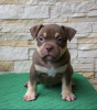 Photo №3. American Bully Pocket puppies. Russian Federation