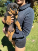 Photo №1. rottweiler - for sale in the city of Гамбург | 264$ | Announcement № 124496