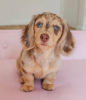 Photo №4. I will sell dachshund in the city of Dusseldorf. private announcement, from nursery, from the shelter, breeder - price - negotiated