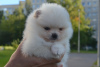 Photo №2 to announcement № 62850 for the sale of  - buy in Russian Federation breeder