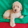 Photo №2 to announcement № 92871 for the sale of labradoodle - buy in Montenegro breeder