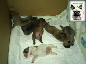 Photo №4. I will sell french bulldog in the city of Доброполье. breeder - price - 600$