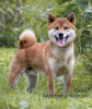 Photo №1. shiba inu - for sale in the city of Москва | negotiated | Announcement № 8237