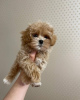 Additional photos: stunning F1 maltipoo puppies.