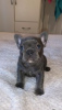 Photo №1. french bulldog - for sale in the city of Kishinev | negotiated | Announcement № 124369