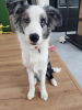 Photo №3. Border Collie / Blue merle / Show type / male / FCI / ZKwP. Poland