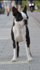 Photo №1. boston terrier - for sale in the city of Belgrade | negotiated | Announcement № 115371