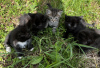 Photo №3. Kittens in good hands!. Russian Federation
