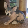 Photo №1. sphynx-katze - for sale in the city of Görlitz | negotiated | Announcement № 123653