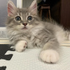 Photo №2 to announcement № 41881 for the sale of maine coon - buy in Poland breeder