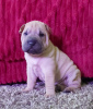 Additional photos: Shar Pei babies