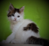 Photo №3. Maine Coon boy. Russian Federation