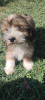 Photo №1. havanese dog - for sale in the city of Kragujevac | negotiated | Announcement № 70331