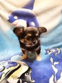Photo №2 to announcement № 3625 for the sale of chihuahua - buy in Russian Federation from nursery