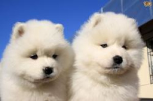 Photo №2 to announcement № 5816 for the sale of samoyed dog - buy in Russian Federation from nursery