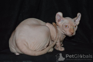 Photo №4. I will sell elf in the city of Прокопьевск. from nursery, breeder - price - 562$