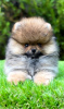 Photo №1. pomeranian - for sale in the city of Belgrade | negotiated | Announcement № 110303