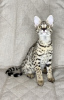Photo №2 to announcement № 26055 for the sale of savannah cat - buy in Russian Federation from nursery