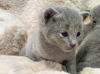 Photo №3. Russian Blue Kittens. Bulgaria