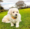 Photo №1. bichon frise - for sale in the city of Nuremberg | Is free | Announcement № 95922