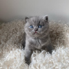 Photo №2 to announcement № 43853 for the sale of british shorthair - buy in United States private announcement