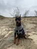 Photo №4. I will sell miniature pinscher in the city of Tbilisi. private announcement - price - 1800$
